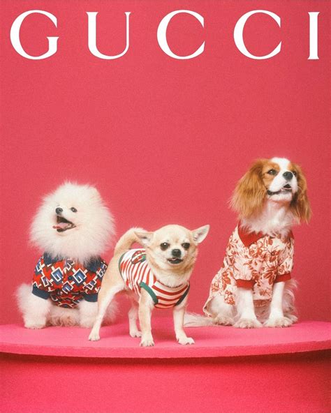 gucci hundetasche|gucci pet collection.